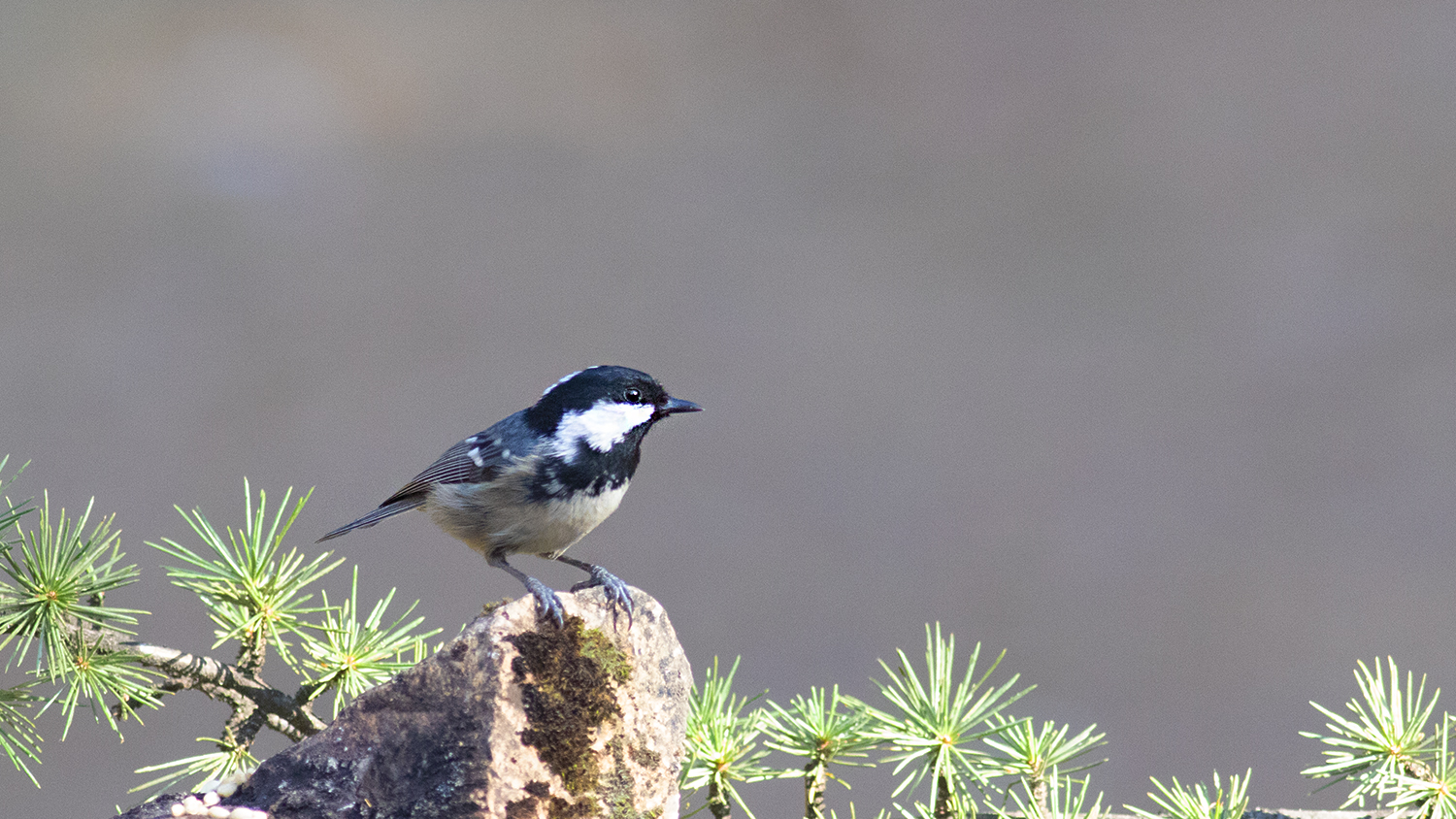 Coal Tit
